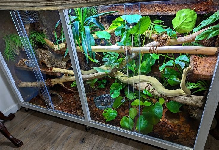 Snake Enclosure